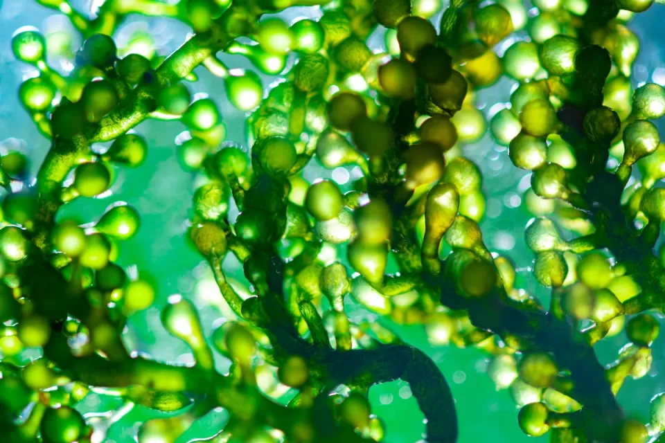 Close-up of bright green phytoplankton underwater.